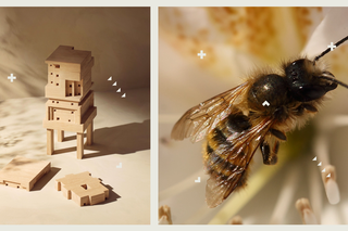 Zbuduj domek dla pszczół i zaproś do siebie pszczoły samotnice