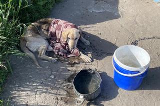 Junior właściwie nie miał krwi. Przerażający widok, pies nie przeżył