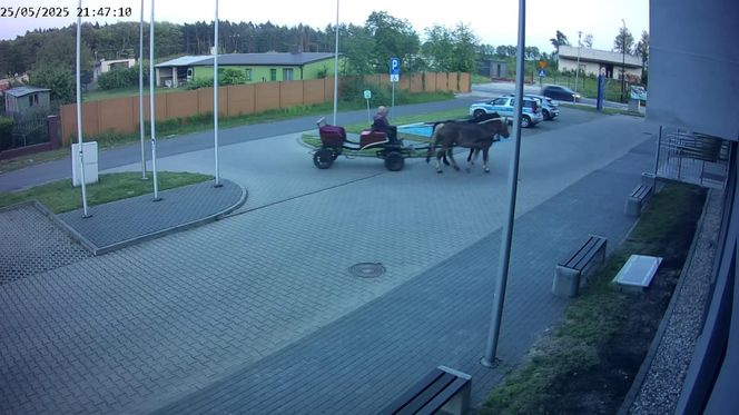 Poddębice. Wóz konny na parkingu komendy. Kierowca nietrzeźwy i z dożywotnim zakazem [ZDJĘCIA]. 