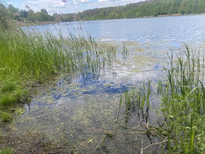 Moczarka nad jeziorem Długim - 2024