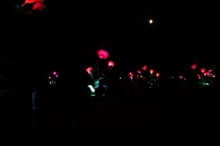 Monumentalne róże w Ogrodach Branickich robią wrażenie. Wieczorne iluminacje cieszą oczy