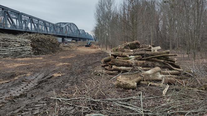 Wycinka na Kępie Bazarowej w Toruniu. Zieloni: Bezsensowna masakra