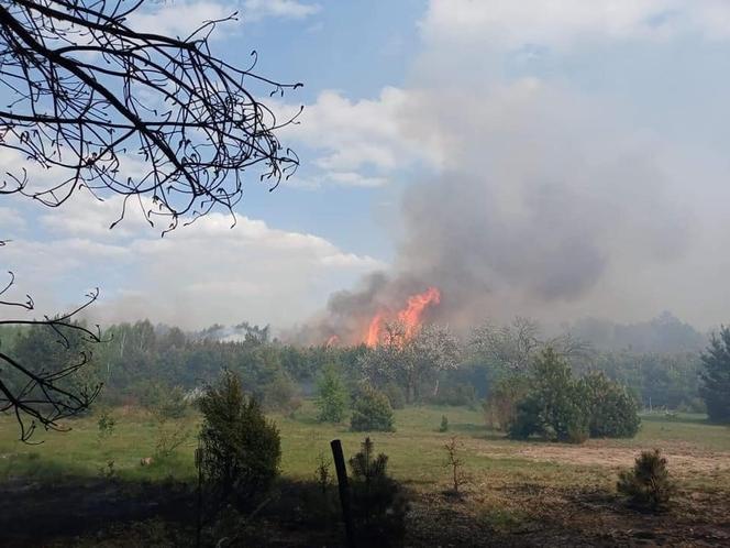 Ogromny pożar pod Grójcem! Spłonęło 80 hektarów lasu