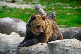 Eksmisja niedźwiedzicy z Wołkowyi. Zwierzak został przesiedlony