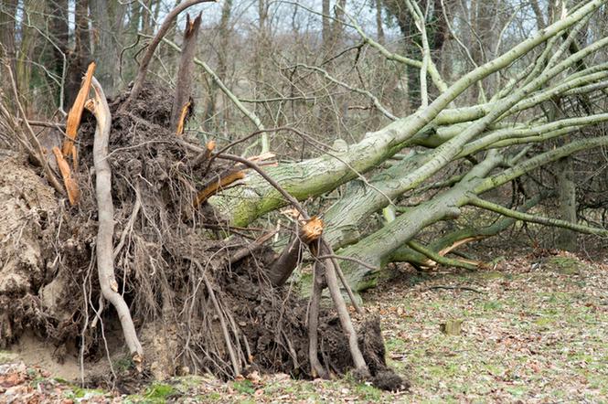 Trąba powietrzna na Lubelszczyźnie! Duże zniszczenia, wiatr pozrywał dachy