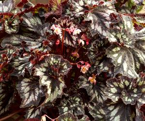 Begonia królewska
