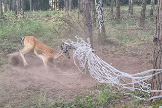  Młody daniel zaplątał się w siatki. Pomogli strażnicy z Gostynia i łowczy [ZDJĘCIA]