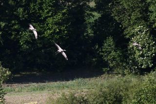 Adamkowo, czyli Ptasia Wioska, najmniejsza taka w kraju. Gdyby na raz przyjechało 36 turystów, byłoby ich więcej niż mieszkańców wsi