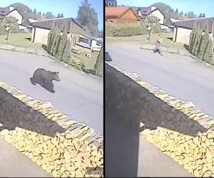 Niedźwiedź gonił kobietę po ulicy! Polskie miasto w strachu