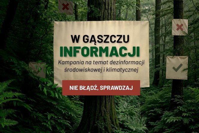 Czy naprawdę ubywa lasów? Nowa kampania Lasów Państwowych ma pomóc odróżnić fakty od mitów