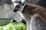 W Warszawskim ZOO urodził się lemur