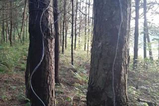 Kłusownik z powiatu tomaszowskiego wpadł w fotopułapkę