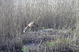 Zjadł dzieci na oczach rodziców