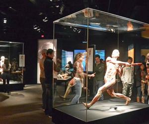 Kontrowersyjna wystawa Body Worlds wraca do Katowic. Zobaczymy ją w galerii Szyb Wilson