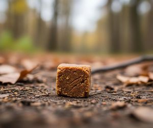 Szczepienie lisów na Podkarpaciu. Czy twoje zwierzęta są bezpieczne?