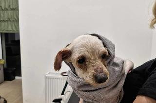 Suczka miała pancerz z dredów! Wszyscy byli w szoku. Szukamy sprawcy [ZDJĘCIA]