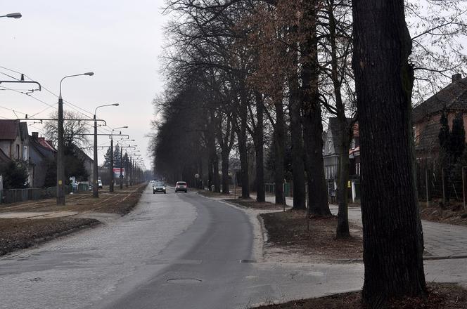 Ruszyła wycinka drzew przy Kostrzyńskiej w Gorzowie!