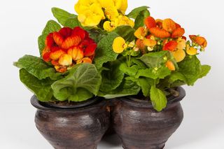 Pantofelnik (Calceolaria)