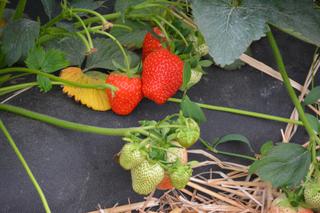 polskie truskawki. Jak wybrać polskie truskawki. Kilka rzeczy, na które musisz zwrócić uwagę