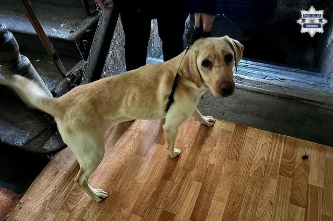 Horror w katowickim mieszkaniu. Psy żyły we własnych odchodach. Wstrząsające odkrycie policji