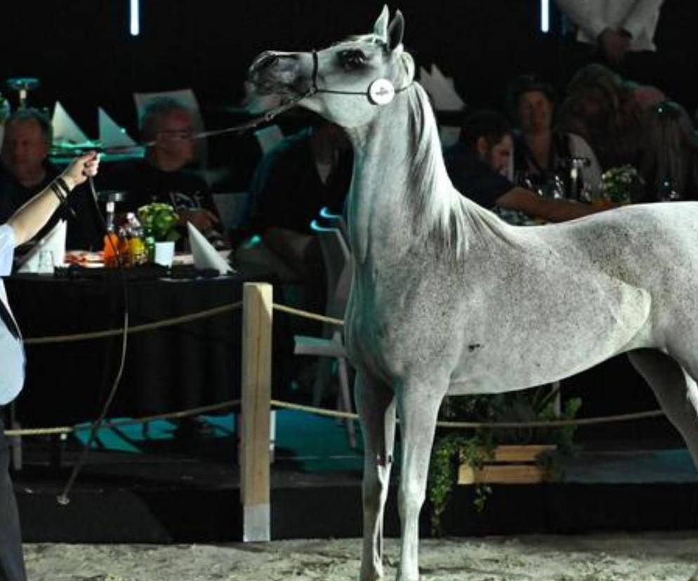 Łącznie sprzedano 15 koni za ponad 100 tys. euro w ramach poniedziałkowej (12 sierpnia) Letniej Aukcji Koni Arabskich Summer Sale w Janowie Podlaskim na Lubelszczyźnie