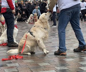 Golden Retriever WOŚP w Poznaniu