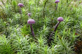 Ten niezwykły grzyb rośnie głównie na... cmentarzach. Mało kto wie, że jest jadalny