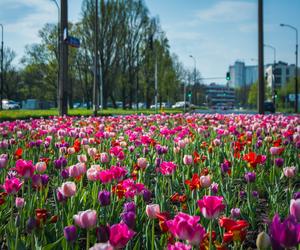 Warszawa utonęła w kolorowych tulipanach