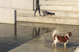 Twój pupil poczuje się jak w raju
