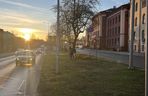 Łosie spacerowały po centrum Bydgoszczy! Mieszkańcy w szoku [ZDJĘCIA]