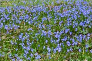 Wiosna zawitała do Wrocławia. Zebraliśmy Wasze zdjęcia pierwszych oznak wiosny, Zobaczcie, jakie piękne!