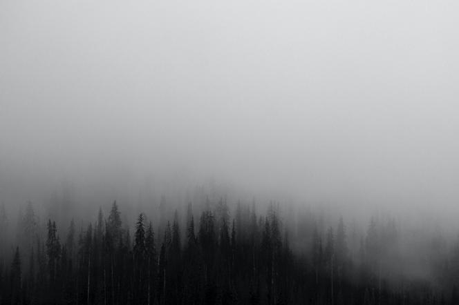 Mgła nad lasem