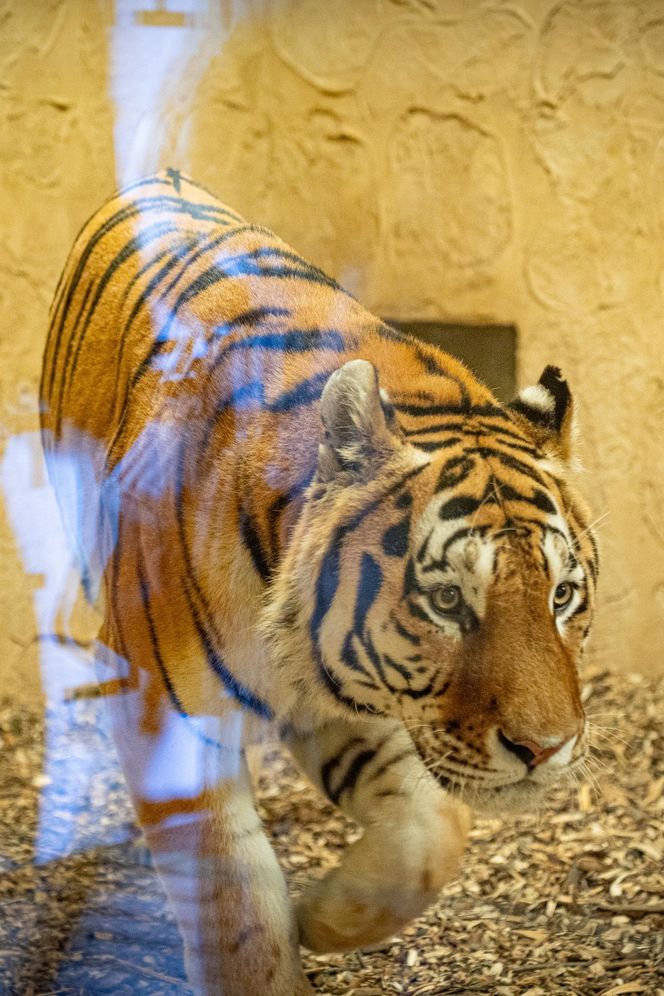 Nowy mieszkaniec w śląskim zoo. Tygrys Tiber już zachwyca odwiedzających 