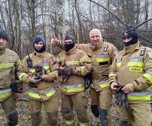 Lubelskie. Szczeniaki uwięzione w lisiej noże. Strażacy kopali w zmarzniętej ziemi przez 3 godziny