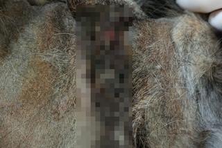 Wierzchowo: Przerażający widok, którego nie da się zapomnieć. Ludzie zgotowali psu koszmarny los