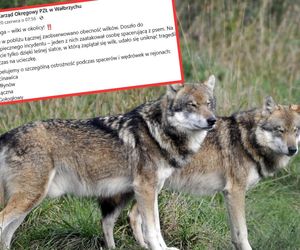 Wilk zaatakował pod Kłodzkiem. Myśliwi alarmują o zagrożeniu