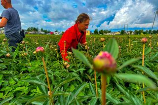 Królewskie kwiaty z Brzozia podbijają świat 