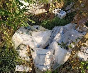 Trucizna ukryta w lesie. Leśnicy wściekli po odkryciu makabrycznego znaleziska