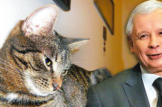  Kaczyński wydaje FORTUNĘ na karmę dla kotów. Ujawniono szczegóły
