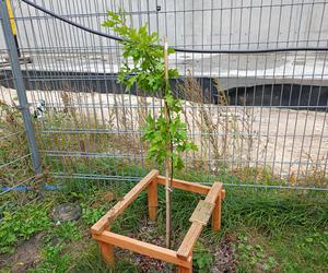 Zjazd absolwentów w Katolickim Liceum Ogólnokształcącym w Siedlcach odbył się już po raz czwarty