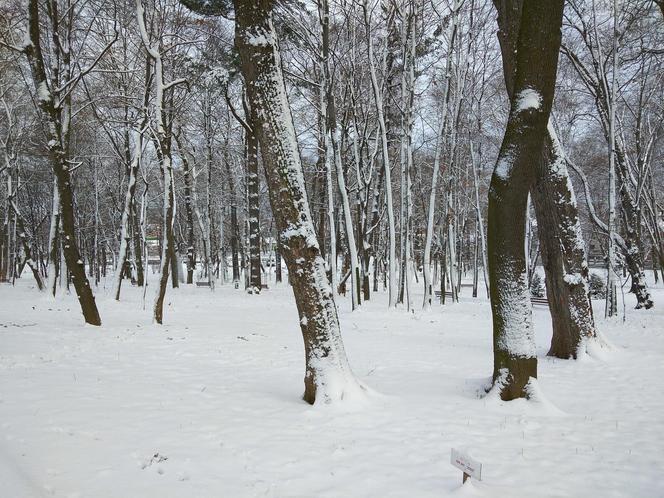 Śnieg zasypał Tarnów, teraz czas na mróz. Będzie PRZEŹLIWIE zimno