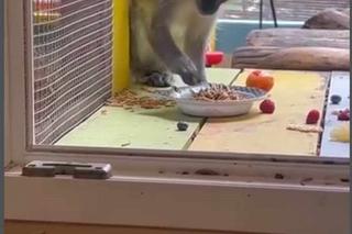  kapucynek Antos na wakacjach 