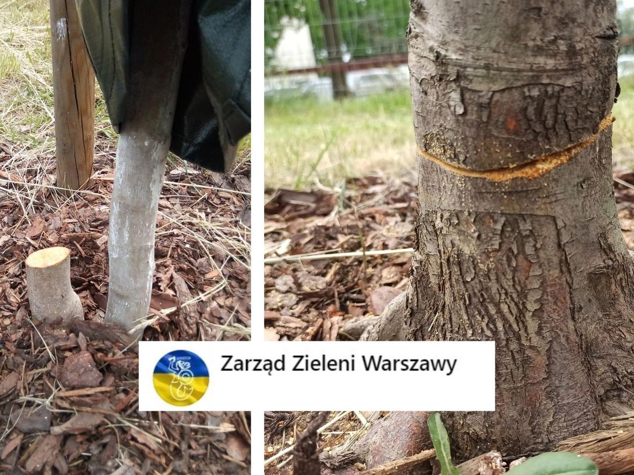 Białołęka - ktoś ZNISZCZYŁ MŁODE DRZEWA. Zarząd Zieleni szuka sprawców