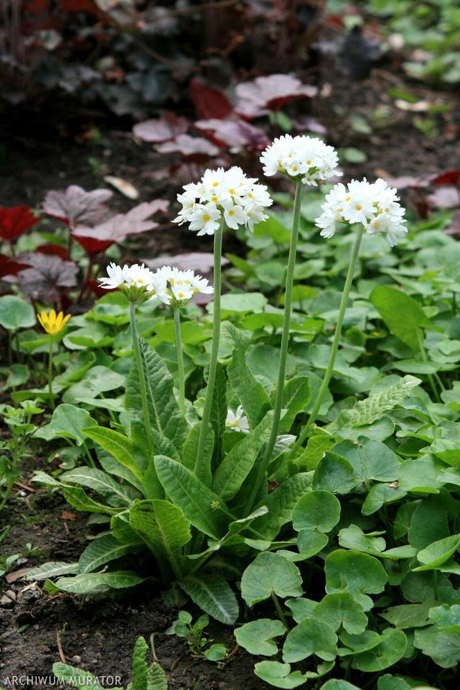 Białe kwiaty ogrodowe: pierwiosnek
