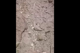 Śnięte ryby w potoku w Bieszczadach. Te filmy szokują [WIDEO]