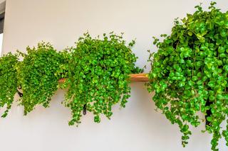 Soleirolia rozesłana