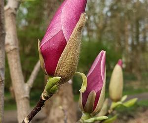 Piękne magnolie pod Poznaniem