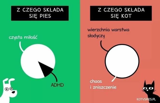 Chcesz poprawić sobie humor? Te memy ze zwierzętami rozbawią cię do łez!