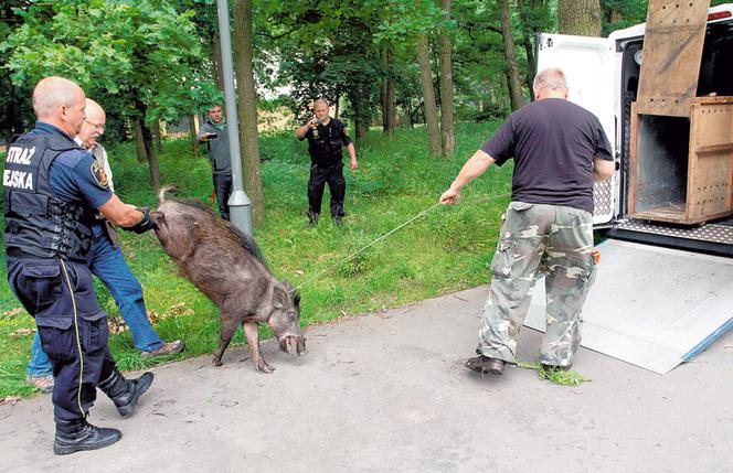 Dzik grasował przy szpitalu w Aninie