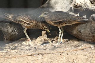 Pisklę kulona wykluło się w warszawskim ZOO 